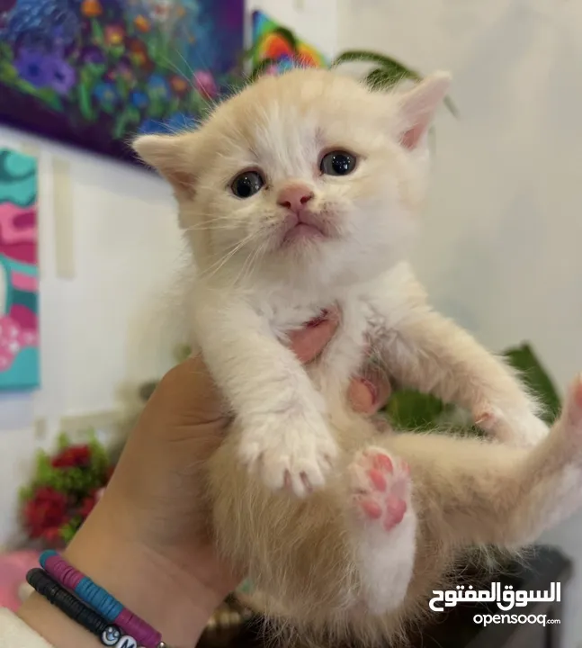 KITTEN FOR SALE كيتن للبيع مع كامل اغراضها حتى الاكل لتر بوكس ، القفص ،  ومقص اللظافر والشامبو