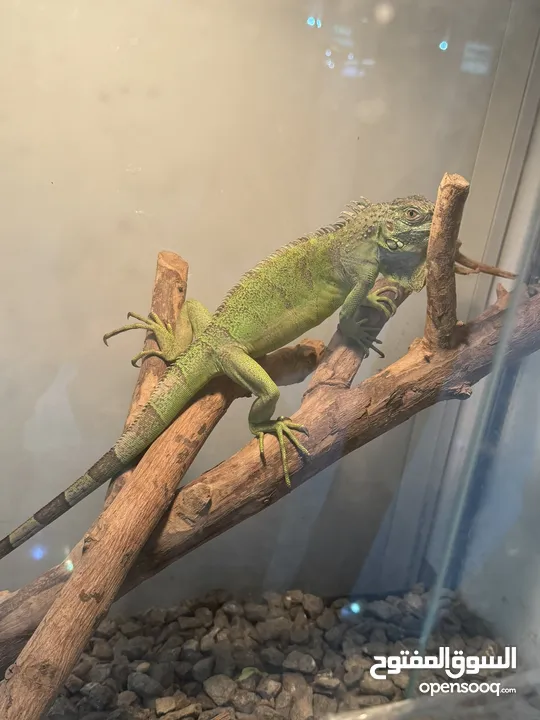 اغوانا الخضراء green iguana