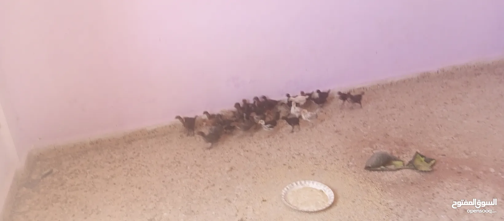 صيصان بلدي