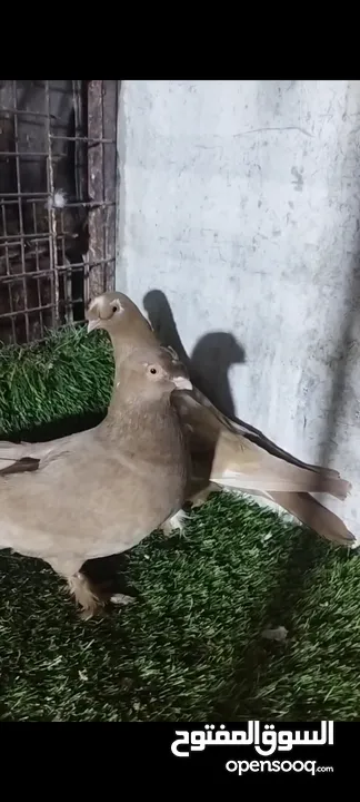 عشر جواز للبيع