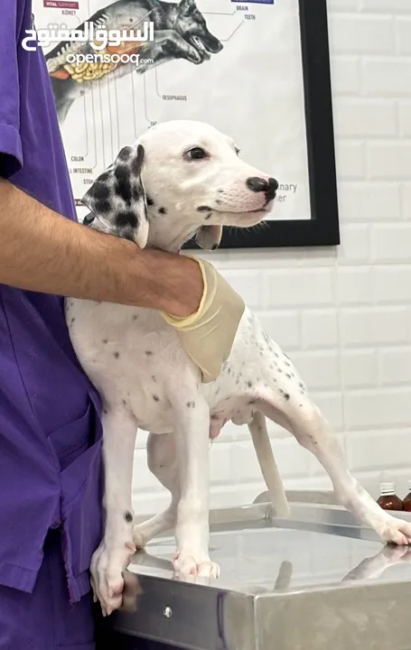 جرو كلب دلماسي ‏Dalmatian puppy