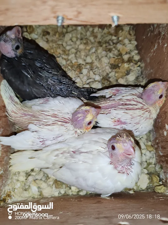 فراخ درة وفراخ كوكتيل للزق اليدوي