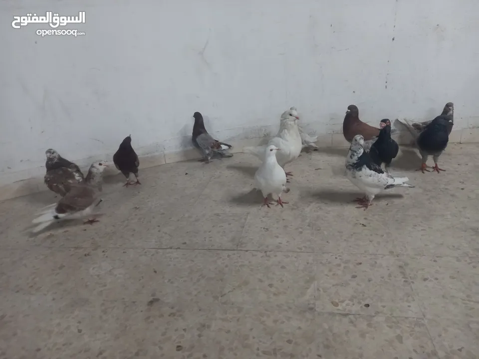 حمام مالطي جامبو البيع كوم بسعر حرق