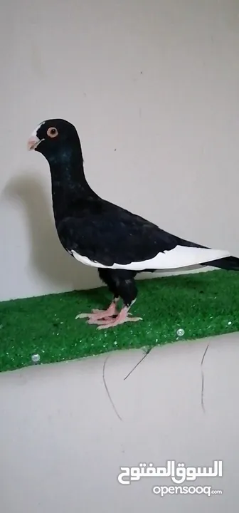 اجواز مسويد