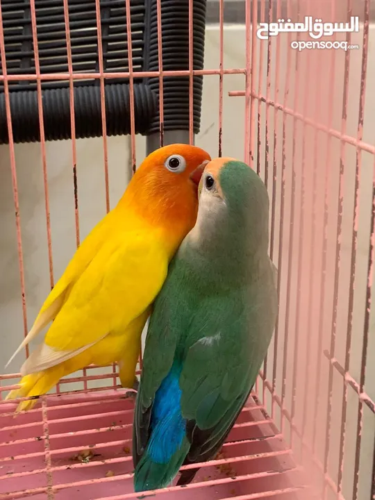 lovebirds  pair