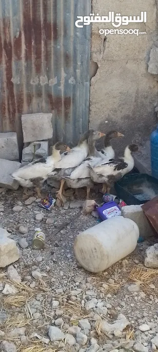 فراخ وز للبيع