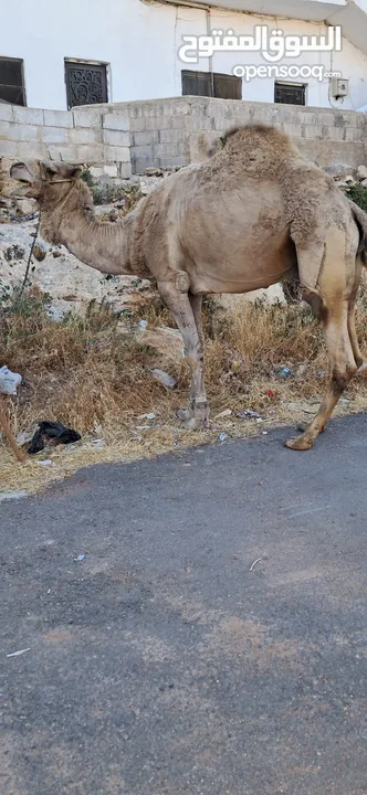 جمل ضحيه بصلاه عالنبي