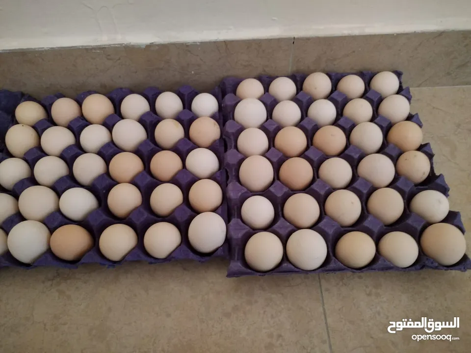 بيض بلدي بيتي طازج / organic daily fresh eggs