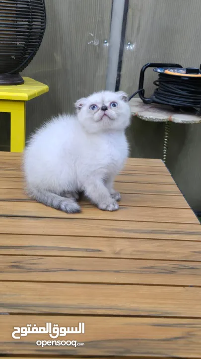 Scottish fold kitten male and female  2 month old