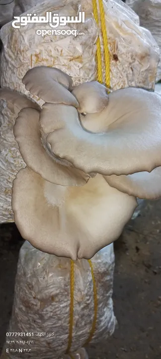 فطر محاري بلدي