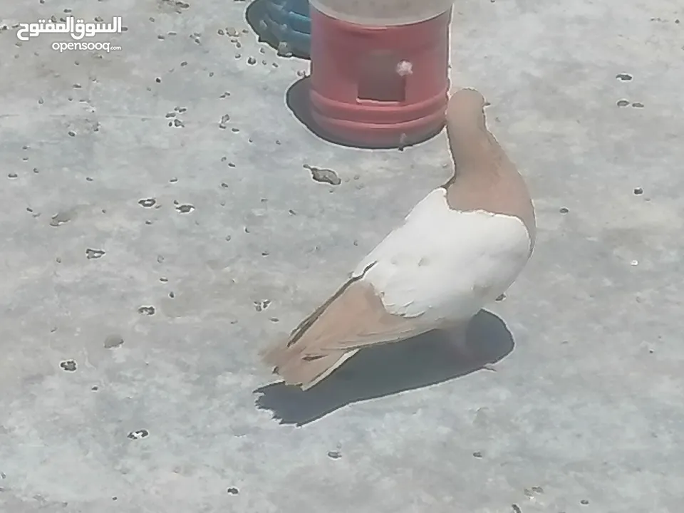 حمام للبيع