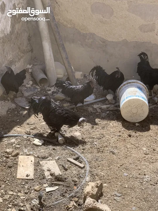 ديوك لمبرجيني و صيصان صحة و نظافة  بلدي للبيع