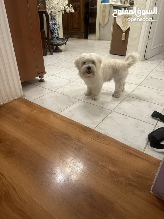 للبيع – كلب مالتيز ذكر – 8 أشهر – الرياض  For Sale – Male Maltese Dog – 8 Months – Riyadh