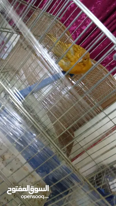 طير كنار نحاسي للبيع