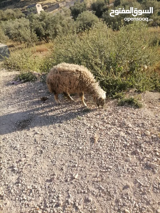 قرقير عدد إثنين للبيع