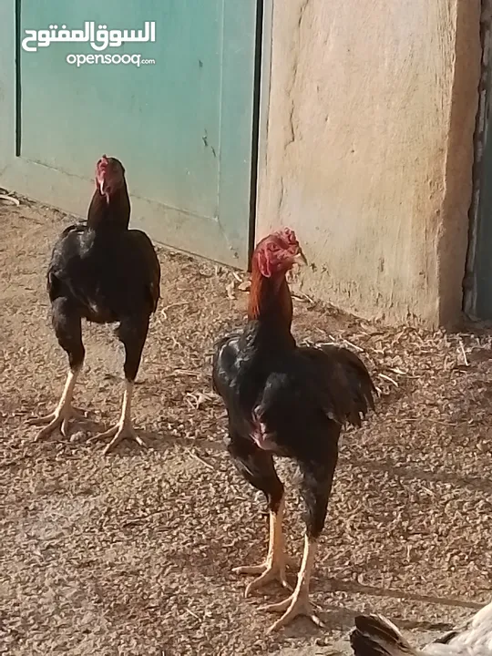 دجاج باكستاني