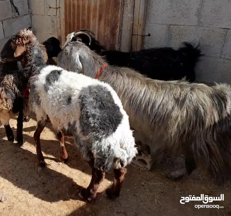 عقائق ذبائح نذر بلدي نظيف الموقع سحاب السعر ع 145 نهائي يوجد خدمه ذبح