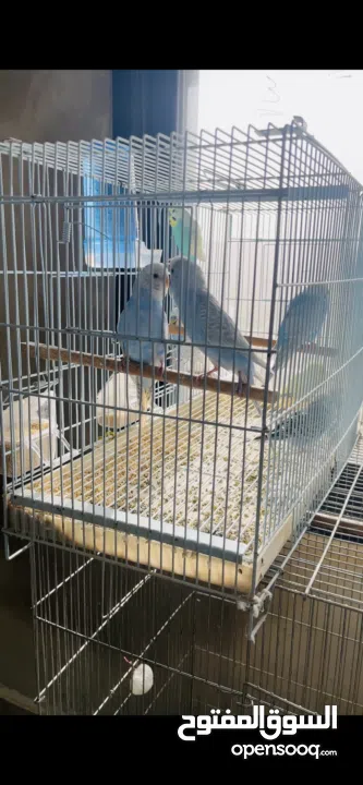 طيور حب بادجي