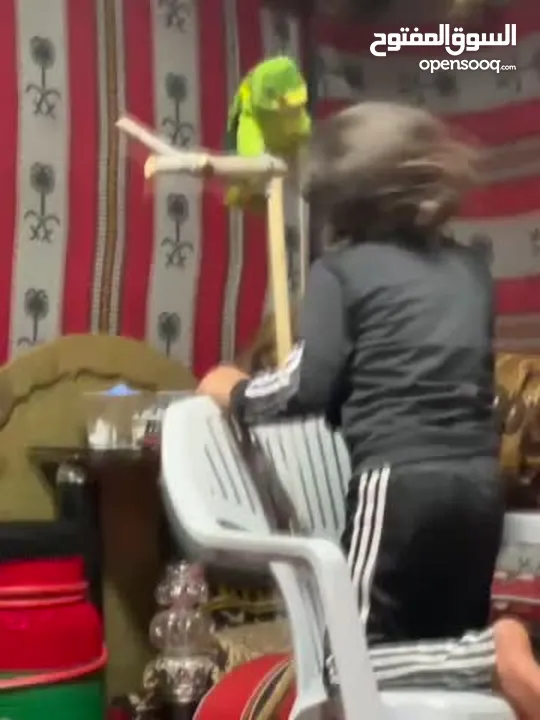 للبيع بلو فرنتد جاكو متكلم