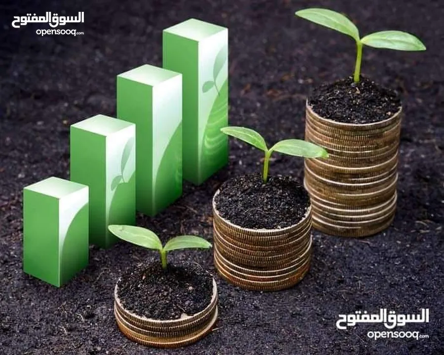 أستاذ محاسبة و اقتصاد حاصل على الامتياز لطلاب الجامعات