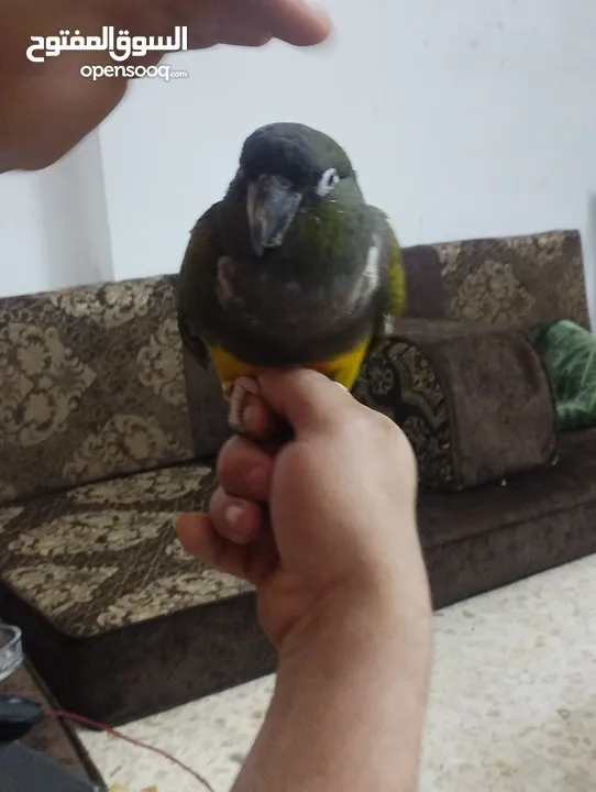 ببغاء أليف نوعه بيتاجونيا كانيور بسعر ميزه بدون قفص تواصل على لصوق