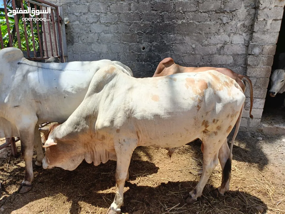 live somali cows