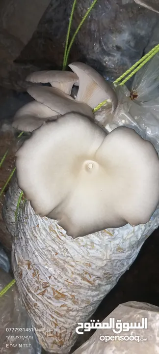 فطر محاري بلدي