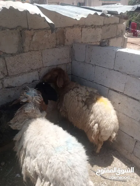 نبدأ بصلاة عل رسول الله  يوجد لدينا جميع انواع الذبائح البلديه- خراف - كباش_اغنام_ اوزان من 40ولغاية