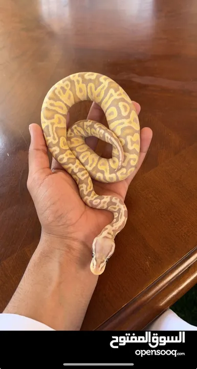 Ball python Male Banana GHI Pastel