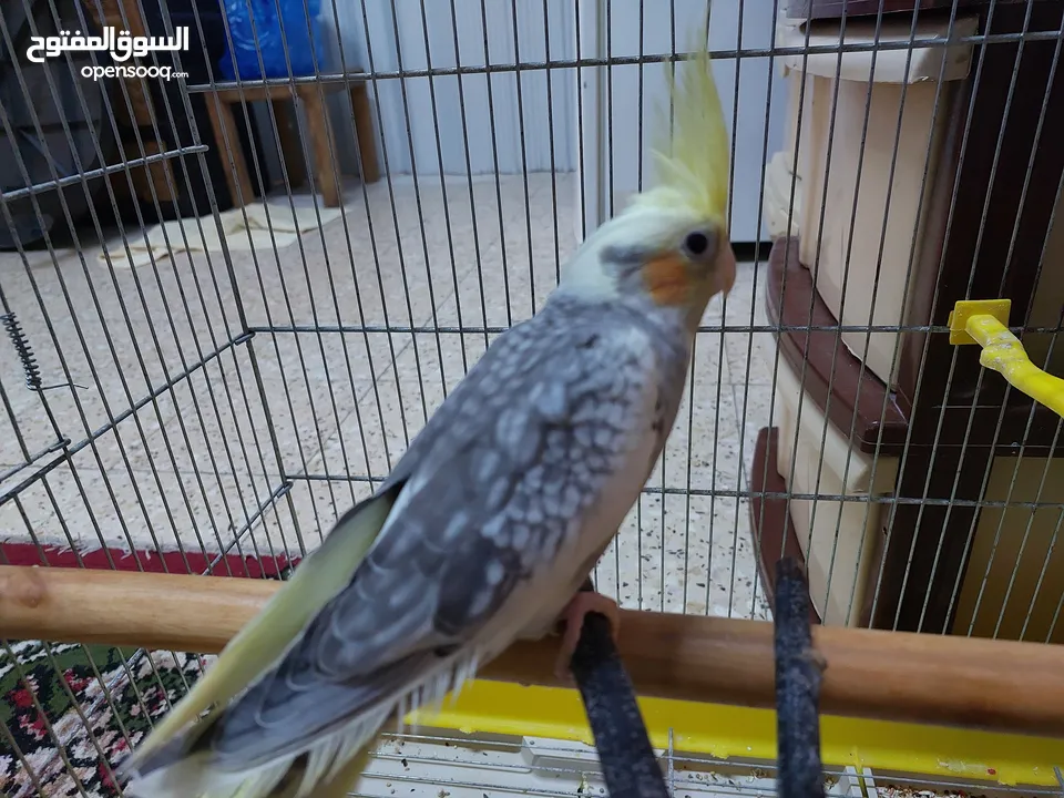 طائر كوكتيل للبيع