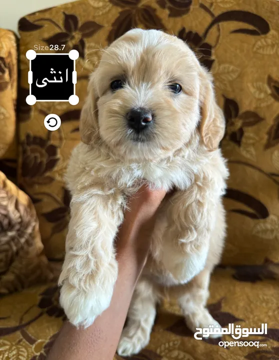جراء فرينش تيرير للبيع