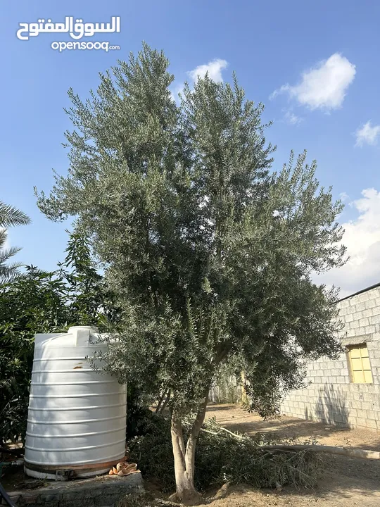 شجر زيتون اسباني للبيع-spanish olive trees - (234123864) | السوق المفتوح