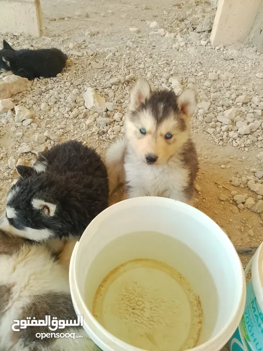 جوز جرواو هسكي عمرهم شهر