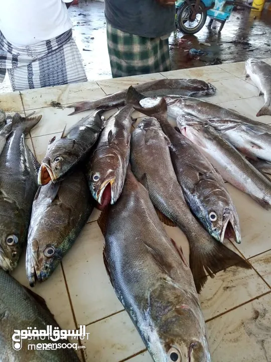 اسماك للبيع بالطن جملة الجمله