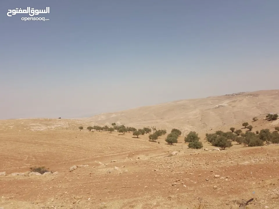 مادبا ماعين المشرفة قطعة ارض زراعية مميزة واصل الخدمات ذات اطلالة على البحر الميت واصل الخدمات