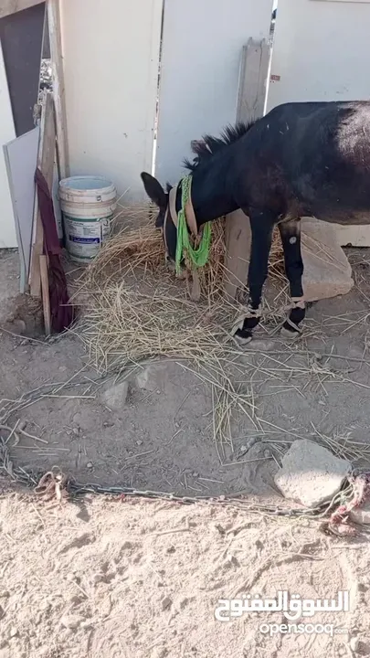 حمار  حراث كفاله ركوب من مجاميعو