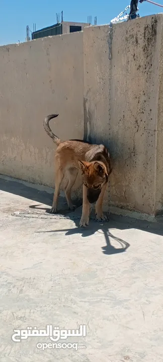 جرو بندوق الاب ملينو بيور و لام جيرمن شيبرد عمر 4 شهور ماخذ مطعوم لون مميز انثى