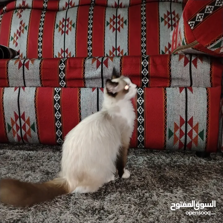 قطه رادغول للبيع