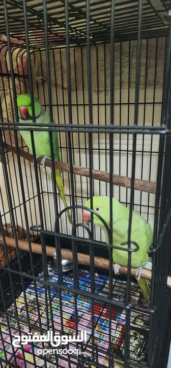 Indian Ringnecks