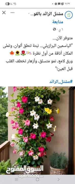 عماد فايق عيسى