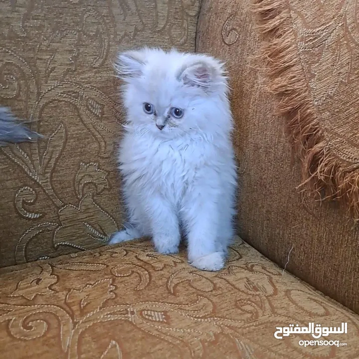 ما شاء الله تبارك الله ..... مجموعة من الكتنز بأنوع مختلفة .... .. (موجود تفاااصيل اكتر بالوصف) ..