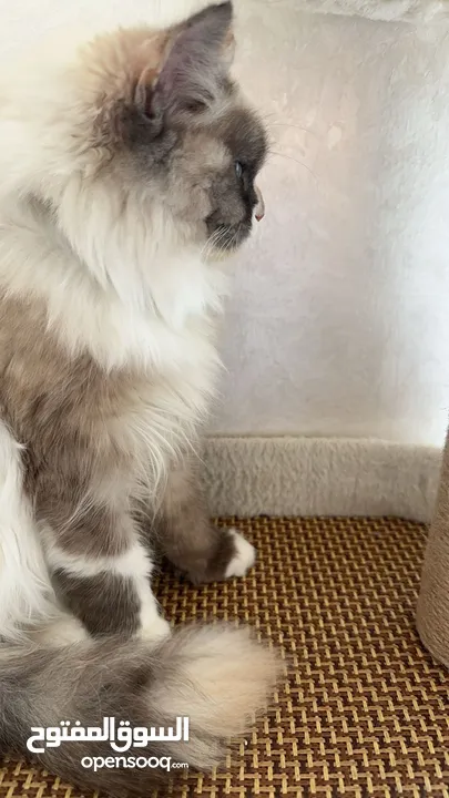 Female purebred Ragdoll cat