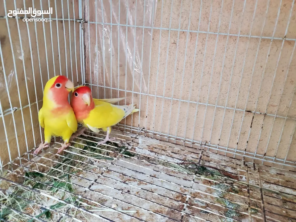 Love bird pair