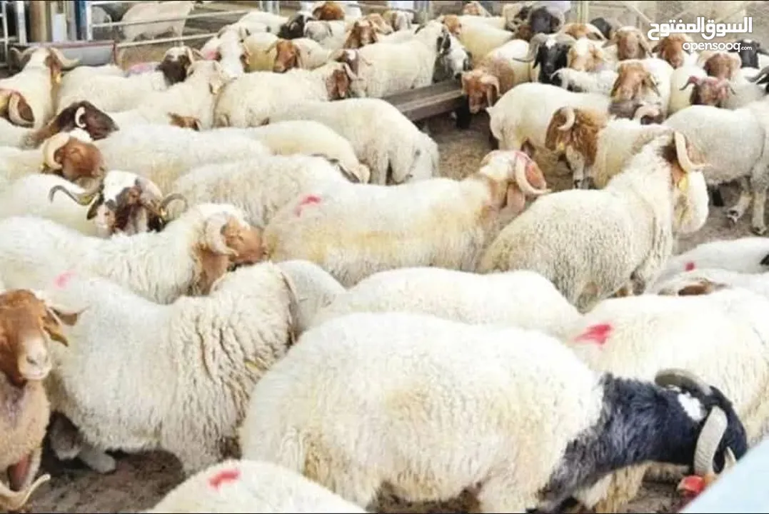 لحام متنقل لذبح اضاحي العيد خرفان و عجول جزار متنقل واصل لباب بيتك
