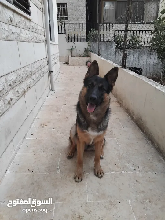 كلبة انثى جيرمن