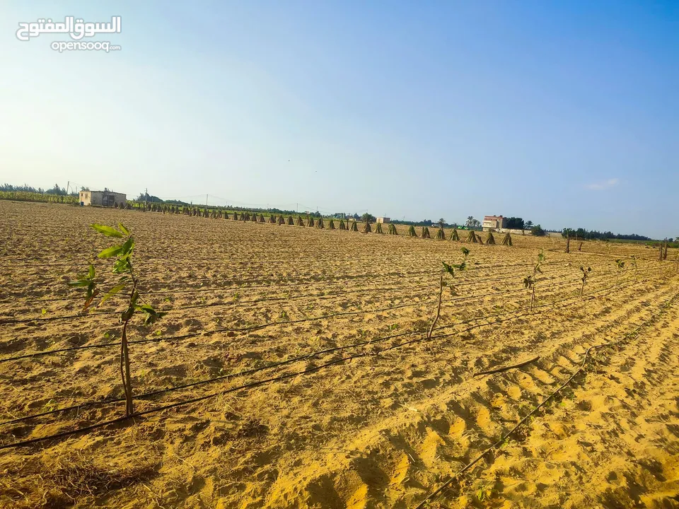 فرصه للبيع 5 فدان بتخصيص من محافظة الفيوم وبحيازة زرعية