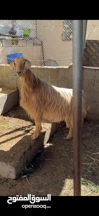 للبيع حلال جامودي اصل من نوادر تبارك الله