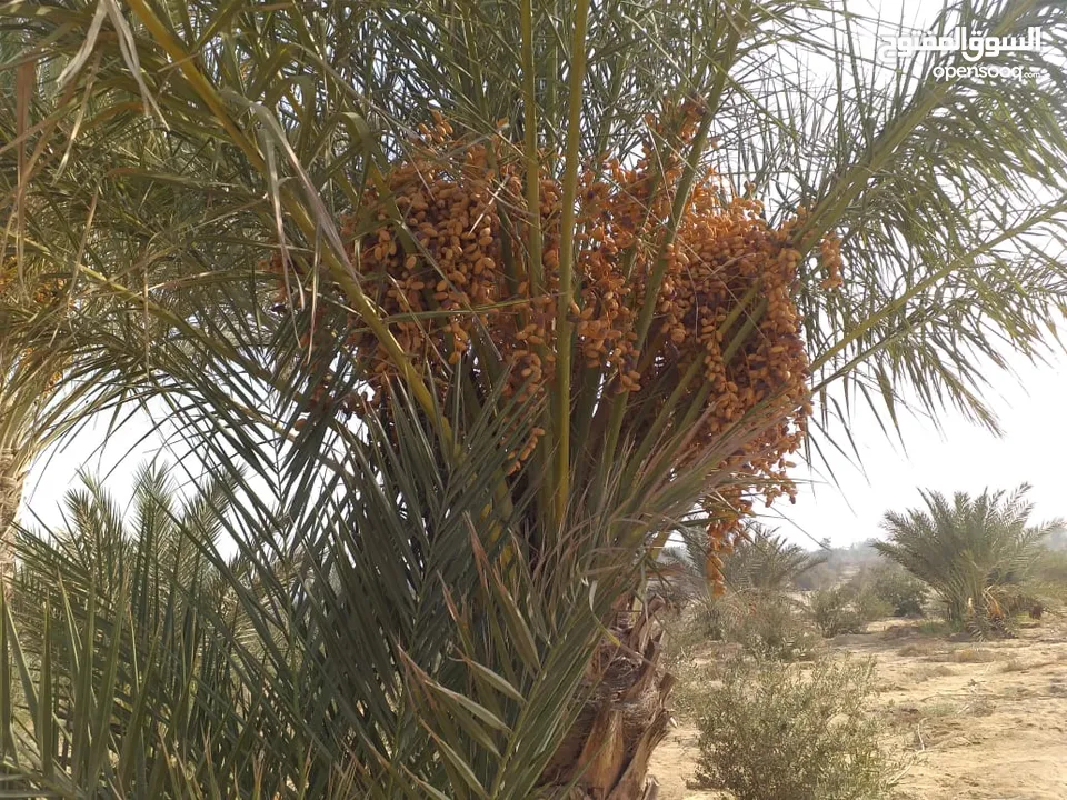 أرض زراعية للبيع 10 فدان مزروعة زيتون ونخيل