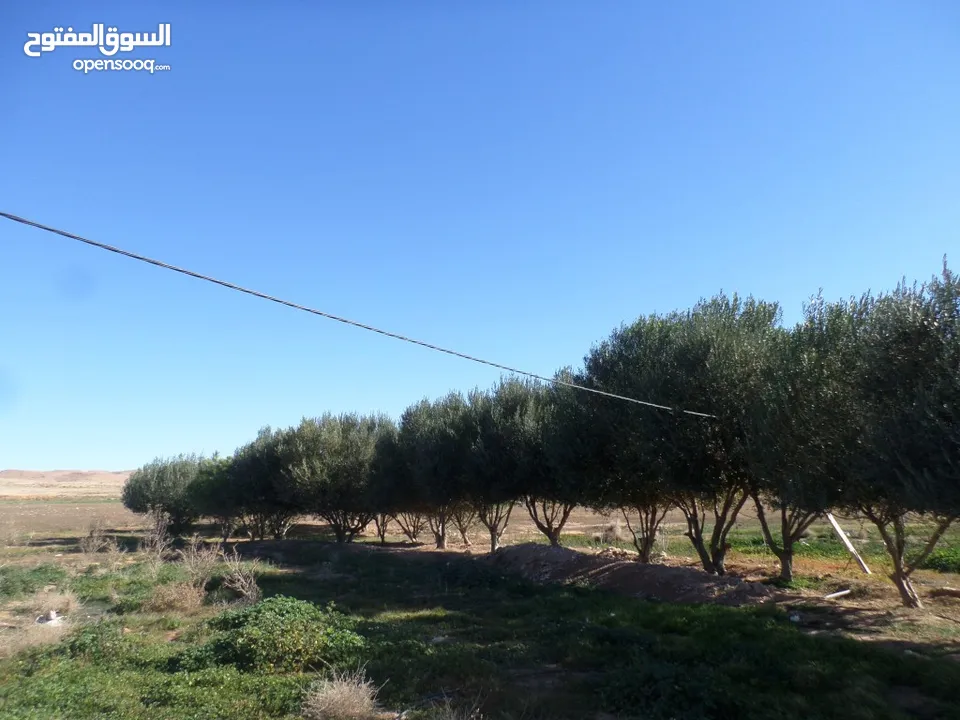 أرض فلاحية للبيع بحاسي بحبح  ولاية الجلفة