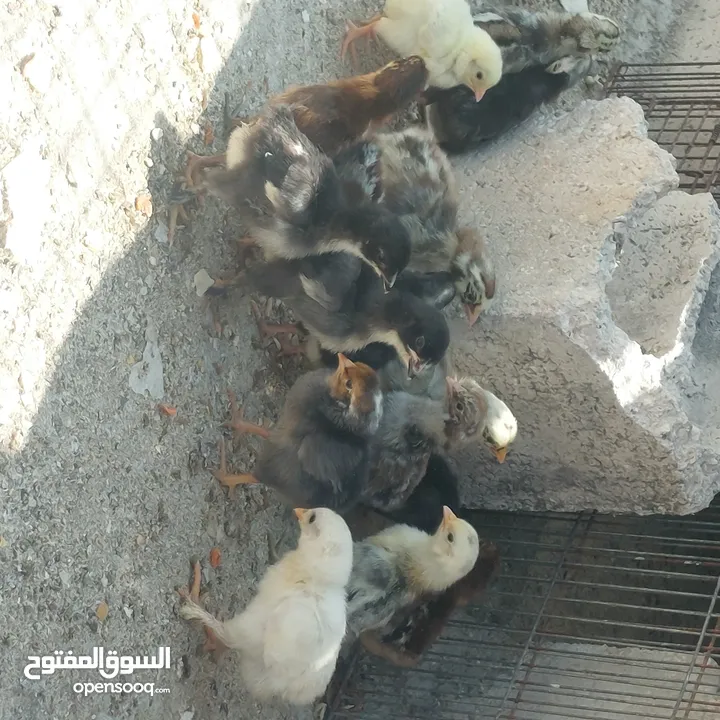 صيصان بلدي